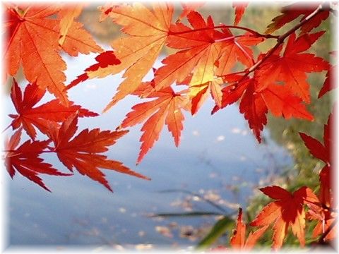 理窓公園の紅葉