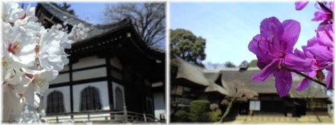春の弘経寺と坂野家住宅