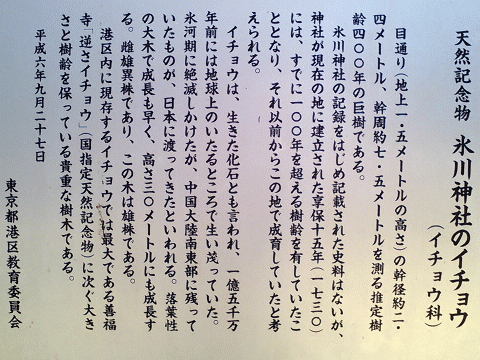 天然記念物の銀杏