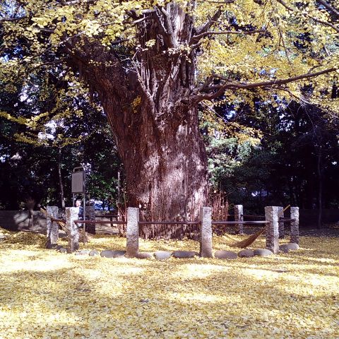 赤坂氷川神社のイチョウ