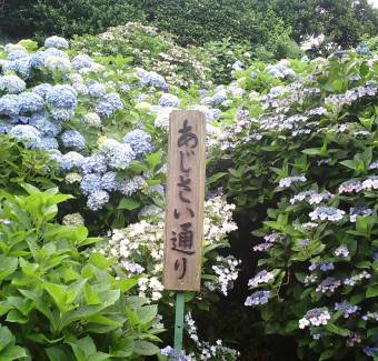 hydrangea01.jpg