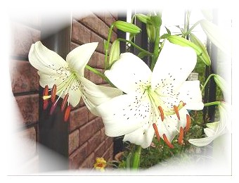lily_01.jpg