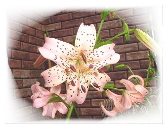lily_02.jpg