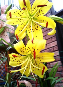 lily_03.jpg