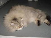 neko06.08.072.jpeg