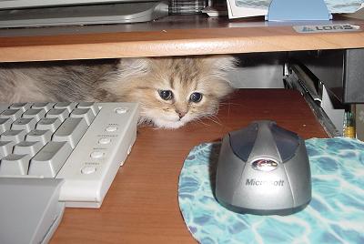 マウスを狙う猫