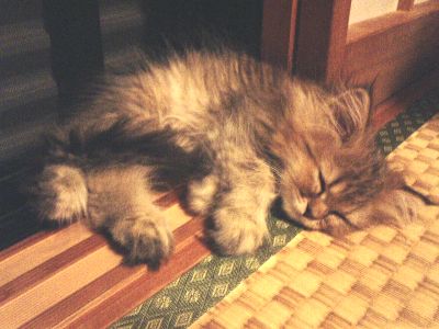 猫の寝相01