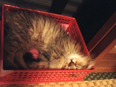 猫の寝相02