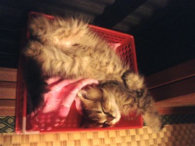 猫の寝相06