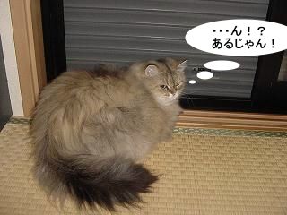 neko06.08.112.jpeg