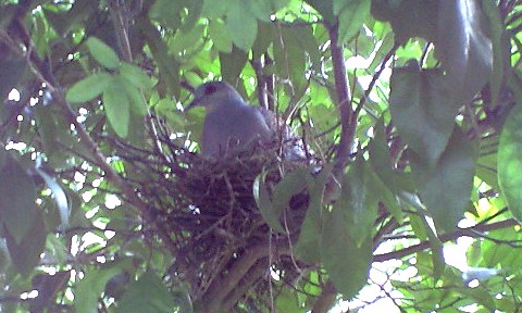 pigeon2009_01.jpg