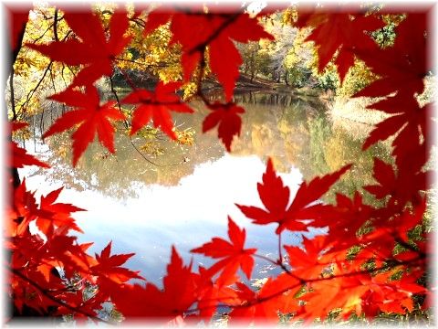 理窓公園ひょうたん池の紅葉
