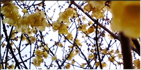 蝋梅(ろうばい)