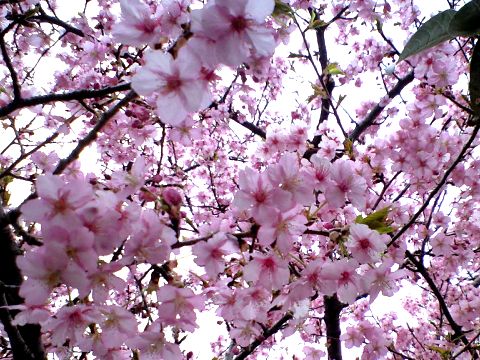 櫻木神社の桜