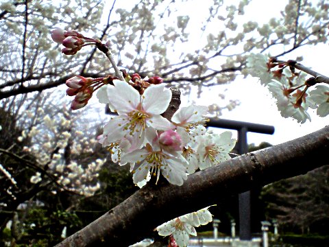 櫻木神社の桜