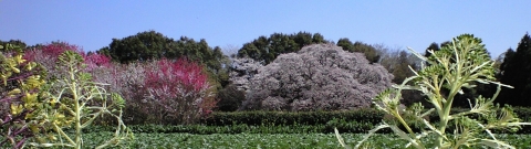 sp_yoshitaka360_006.jpg