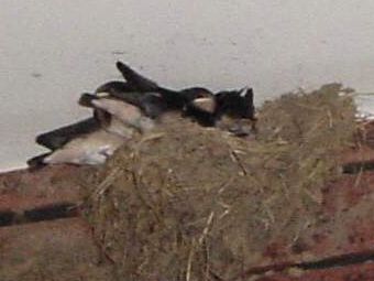 swallow_05.jpg