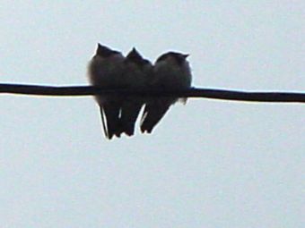 swallow_06.jpg