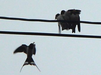 swallow_07.jpg