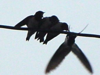 swallow_08.jpg