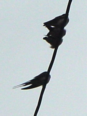 swallow_09.jpg