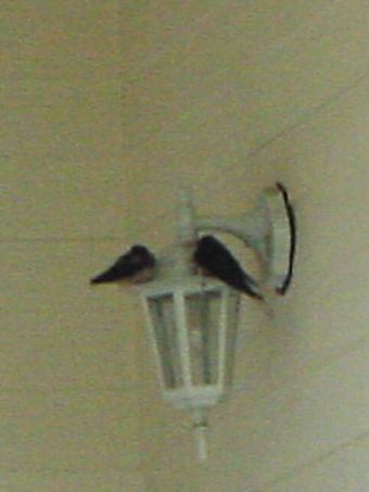 swallow_10.jpg