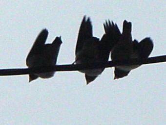 swallow_12.jpg
