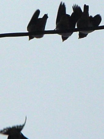 swallow_13.jpg