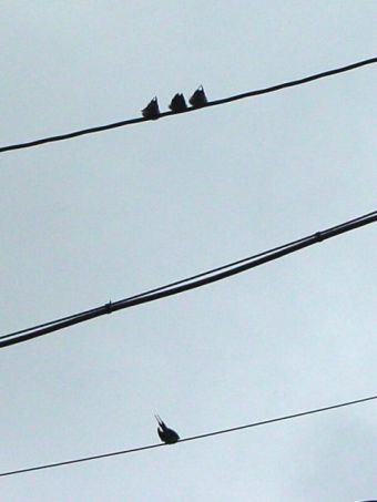 swallow_15.jpg