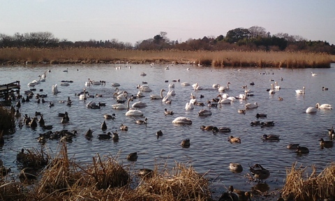 swan_tenjin.jpg