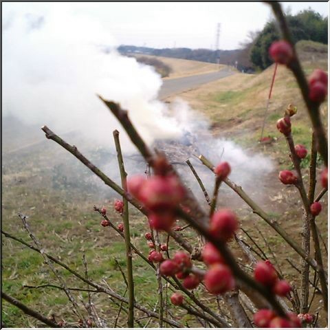 紅梅に寄って見る