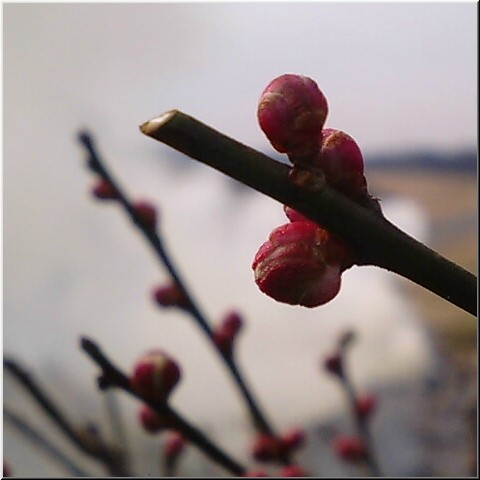 立春の蕾